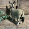 Baby Donkey (small) - Image 5