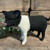 Hampshire Pig (small) - Image 4